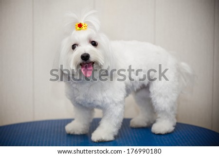 Maltese dog with a tail on the head. White small breeds. gray background.
