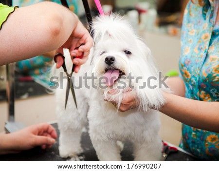 Maltese dog haircut at the beauty salon for animals. Photographing indoors. White small breeds.