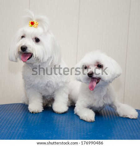 Maltese dog - puppy and adult. Small dog. Photographing indoors on a gray background.