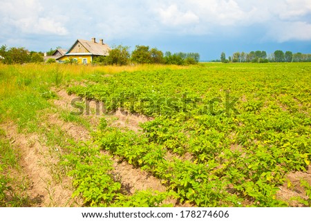 potato field and farmhouse. Village life.