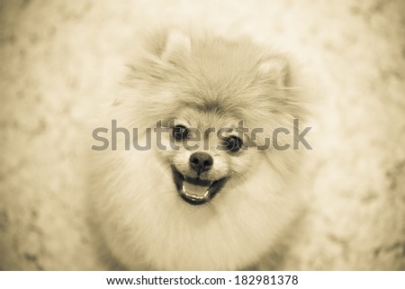 Dog smiling. Happy pet - dog Spitz. Small breeds. black and white photography, vintage.