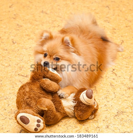 Spitz puppy dog holding a teddy bear in his mouth