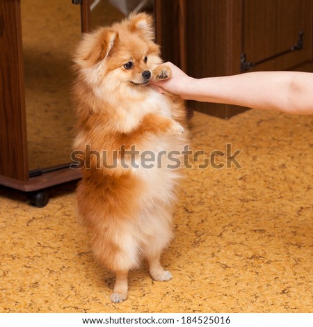 pet dog Spitz stands on its hind legs