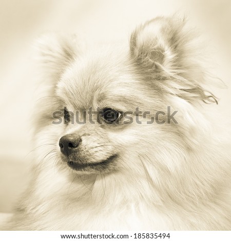 photo of the dog Spitz. Small breeds.