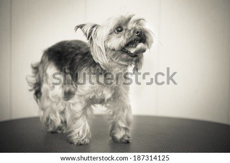 Yorkshire terrier with a neat haircut. Small dog breeds. photographing in studio, black and white photography