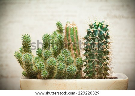 home cactus in a pot