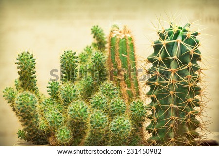 cactus plant with thorns. Photo toned in yellow