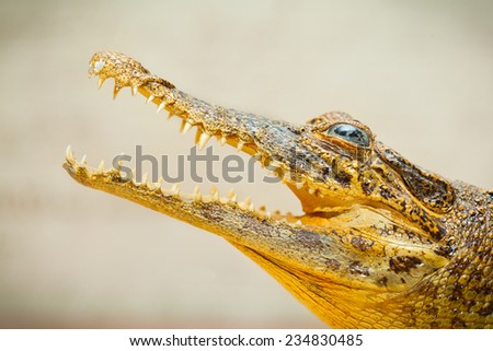 Open mouth with sharp teeth crocodile