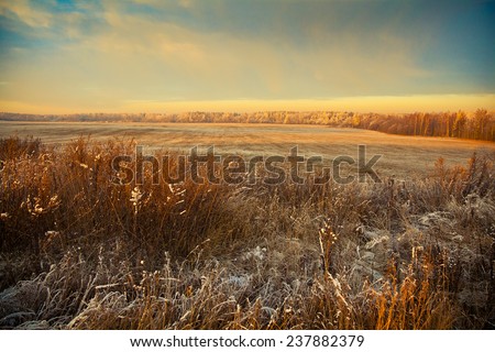 Beautiful winter landscape at sunset. Field, forest, dry grass in the frost in the foreground