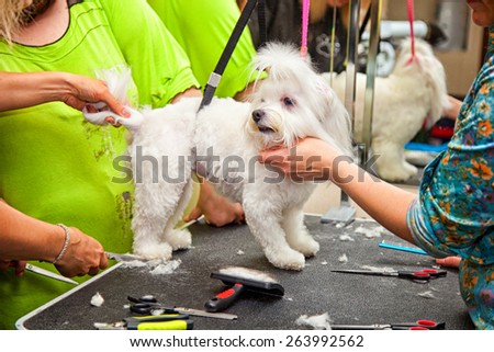 Maltese dog haircut