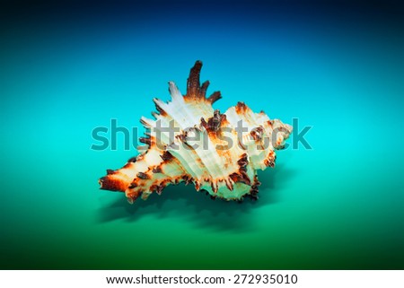 Sea shell with spikes on the blue-turquoise background