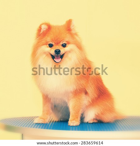 Cute dog breed Spitz smiles. Processing photos instagram style, vintage