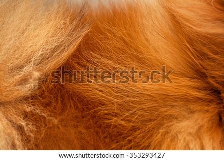 dog fur closeup