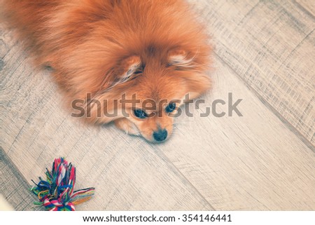 tired and sad dog spitz lying on the wooden floor. vintage style