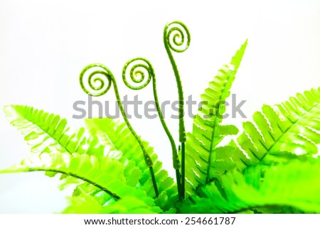 Ferns green are made of plastic isolated white background