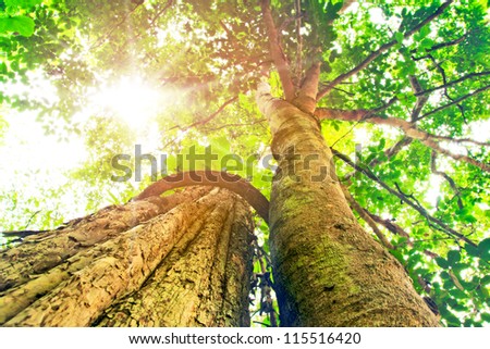 The beauty of the trees in the forest. With the sun