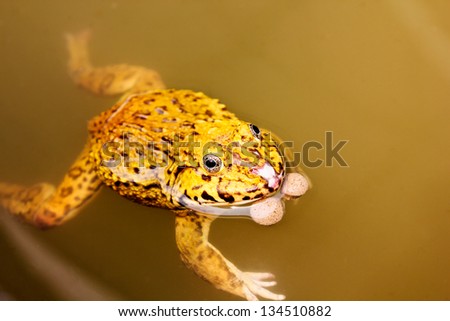 Golden frog in the river