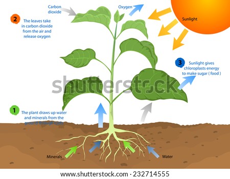 in the complete process of photosynthesis the in the complete process of photosynthesis the