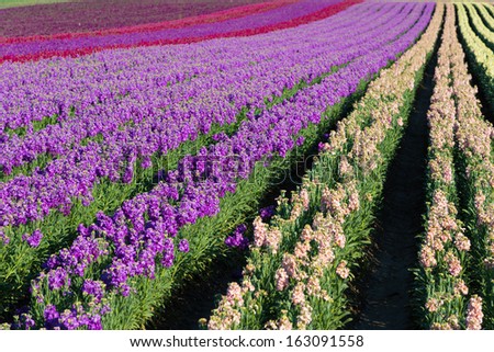 Rows of purple; red; pink and yellow snap dragons blooming in a field