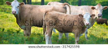 A herd of beef cattle grazing on farm land