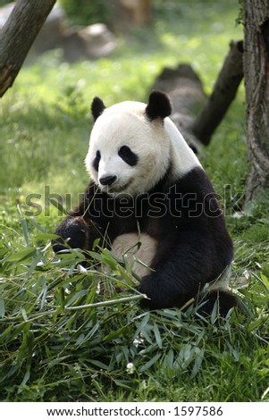Giant Panda Feeding Giant Panda Feeding