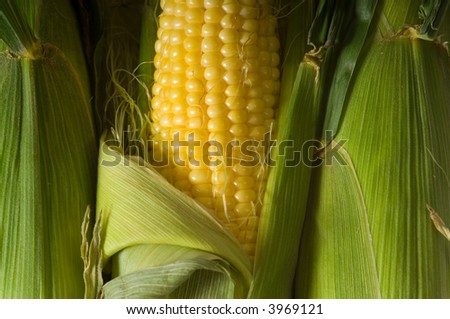 Fresh corn on the cob in husk