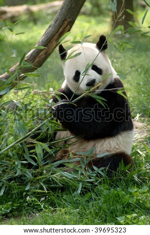 Giant pandas in a field with a tree and grass