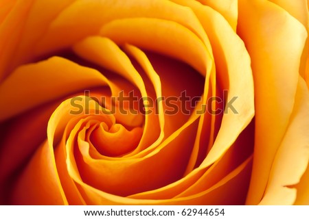Closeup of a blooming orange and yellow rose.