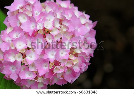 A beautiful pink hydrangea in full bloom in spring time.