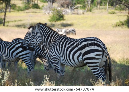 Zebra Stomach