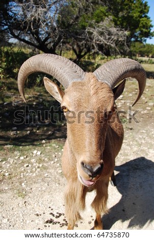 Aoudad, Barbary Sheep (ammotragus lervia) found in North Africa, Morocco and Western Sahara to Egypt and Sudan has semicircular horns and eyes with horizontal pupils with brilliant yellow irises