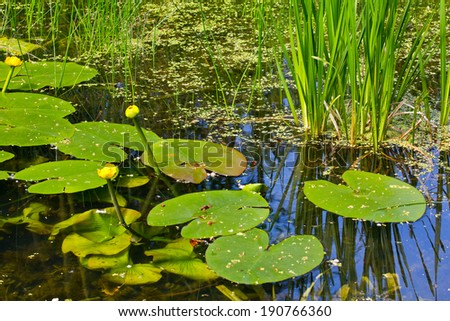 Water lilies, reeds and marsh plants in the park.