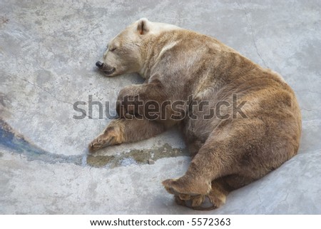 Brown Bears Sleeping