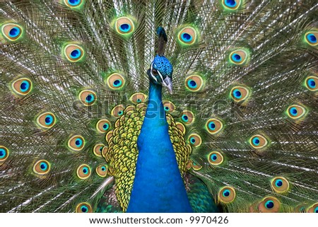 Male peacock showing its nice colorful feathers.