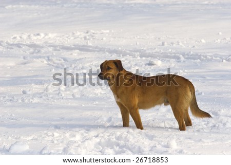 Yellow  dog standing in deep snow and looking away.