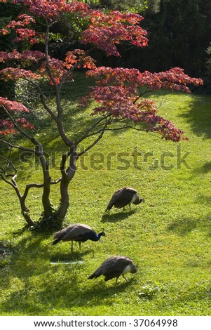 Three peacocks under red tree in park
