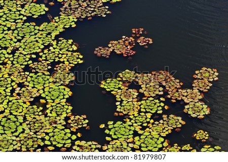 Water plants leaves on the dark river\'s surface.