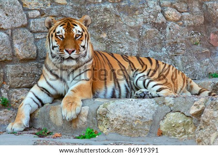 a tiger laying on a rock in zoo