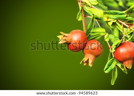 Branch of pomegranate tree with small red fruits (with space for your text)