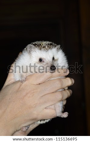 african pygmy hedgehog in hands