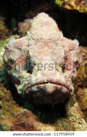 A stone fish (Scorpaenopsis diabolus) on a rock waiting for its prey.