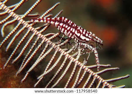 Tiny crinoid shrimp with zebra like stripes (Periclemenes sp) camouflage itself hiding inside a crinoid feather star.