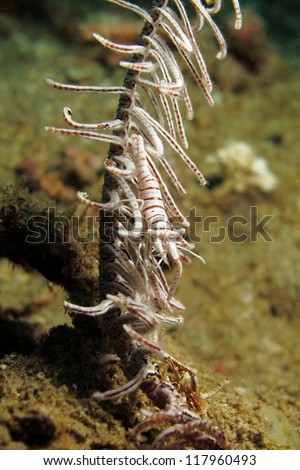 Crinoid shrimp (Periclemenes sp.) with zebra like stripe camouflage in the crinoid feather star