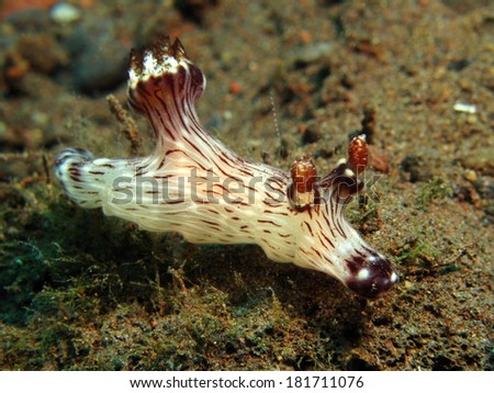 Very rare red-lined jorunna nudibranch