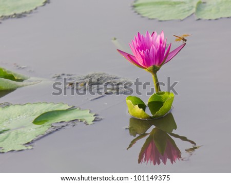 Lotus flower in water and reflect with dragonfly