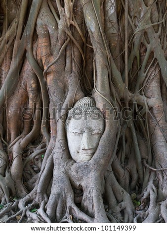 Buddha statue in the roots of tree at , Ayutthaya, Thailand
