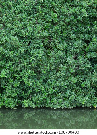 Green leaves wall and real reflect in the water