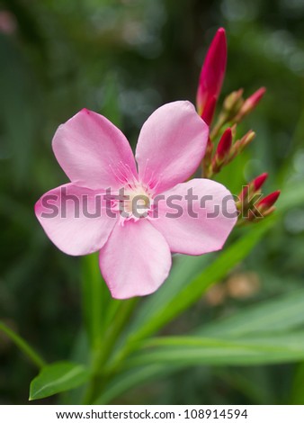 Pink Flower Or Oleander Flower In The Garden Stock Photo 108914594 ...