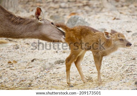 Little deer with his mom take care