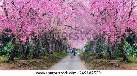 romantic road of  cherry blossom (Sakura) flower trees,panorama